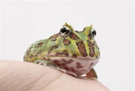 角蛙養在房間|綠角蛙飼養指南 ｜多品種零售及商品販售｜角蛙專賣店